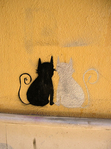 chat N.B