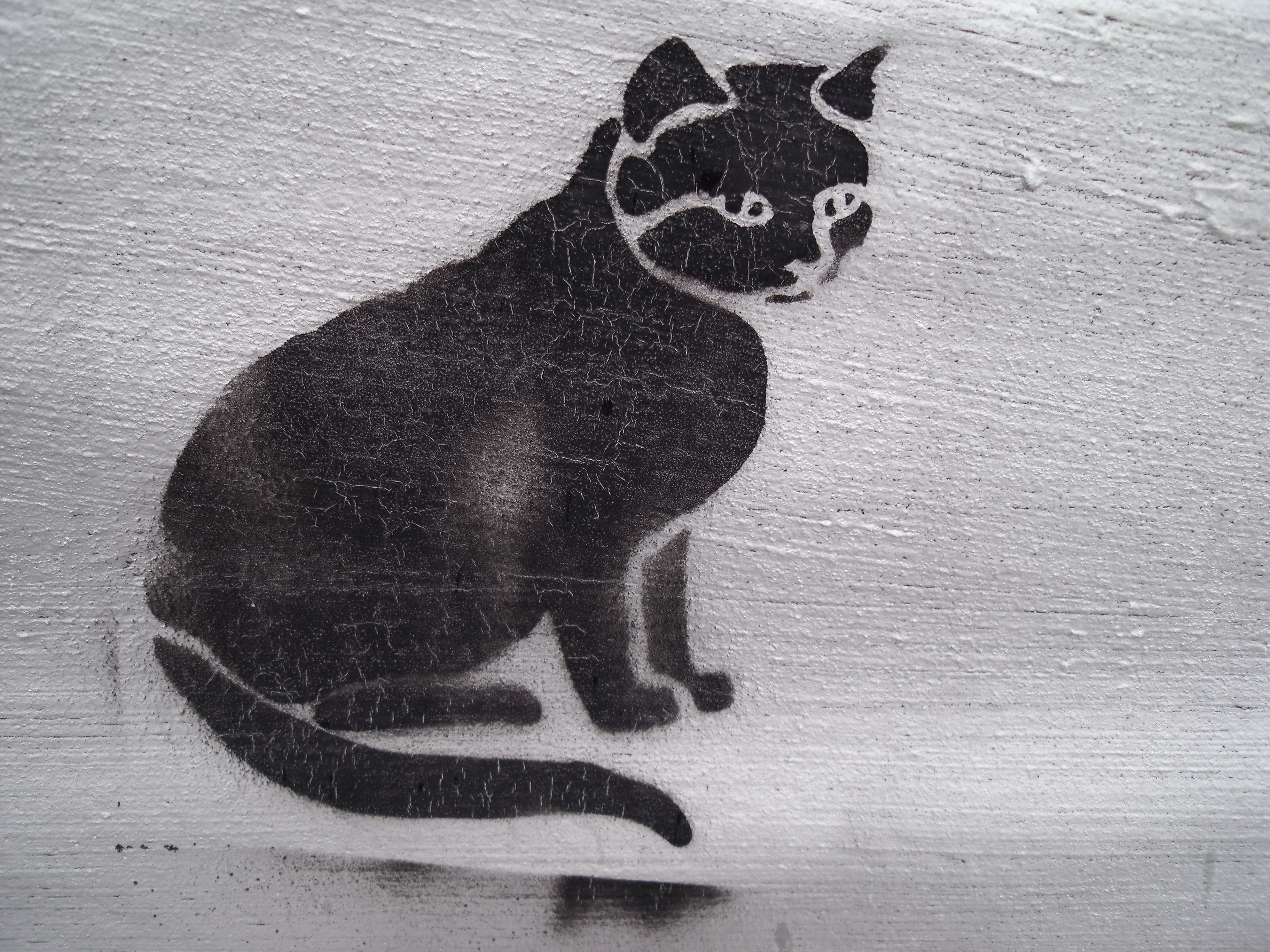black-cat1